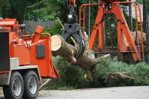 Best Dead Tree Removal  in Monticello, KY